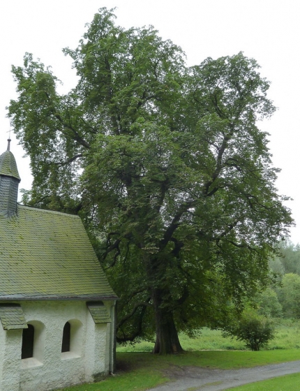 Bild 1 von 1 Kastanie an der Amerunger Kapelle